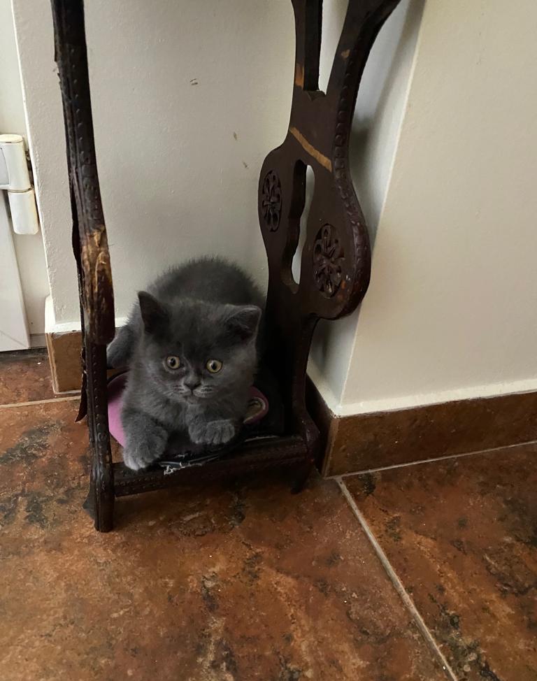 Vând British Shorthair