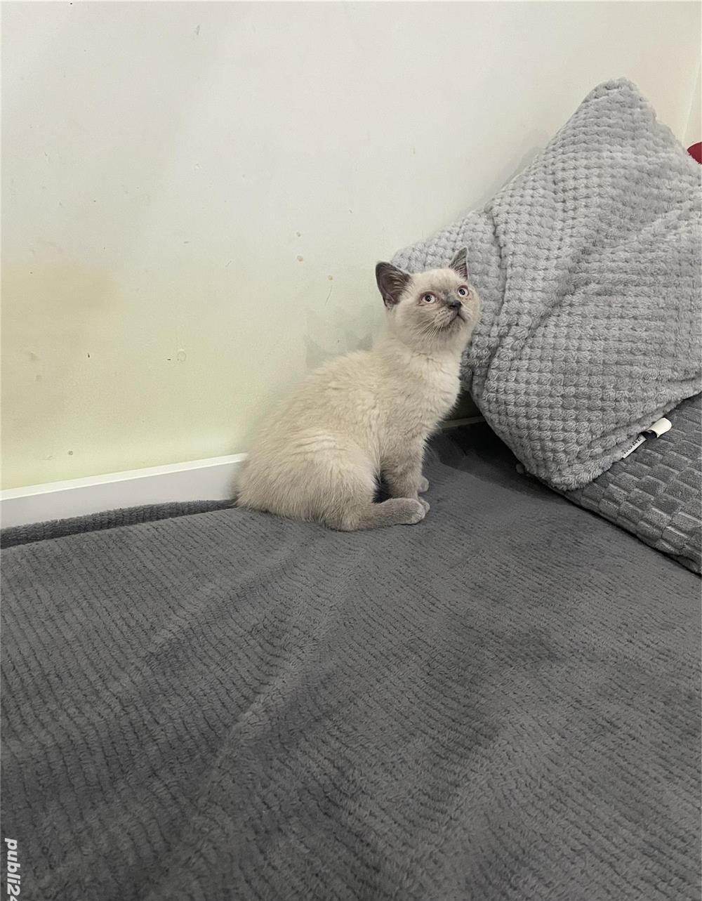 Vând British Shorthair