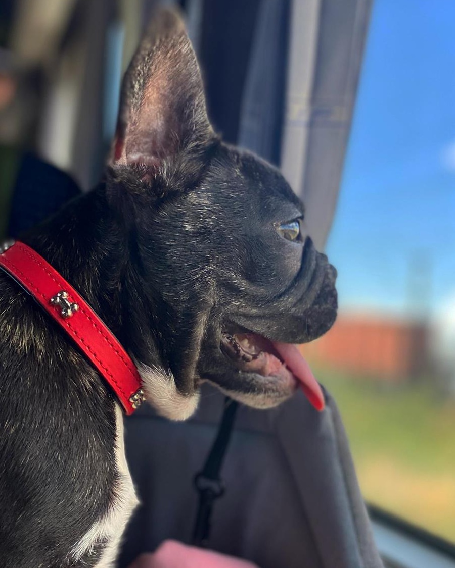 Vand-Buldog Francez Fata