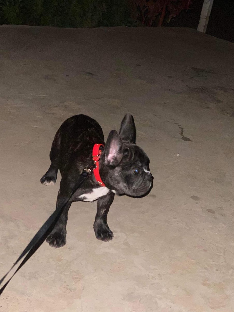 Vand-Buldog Francez Fata