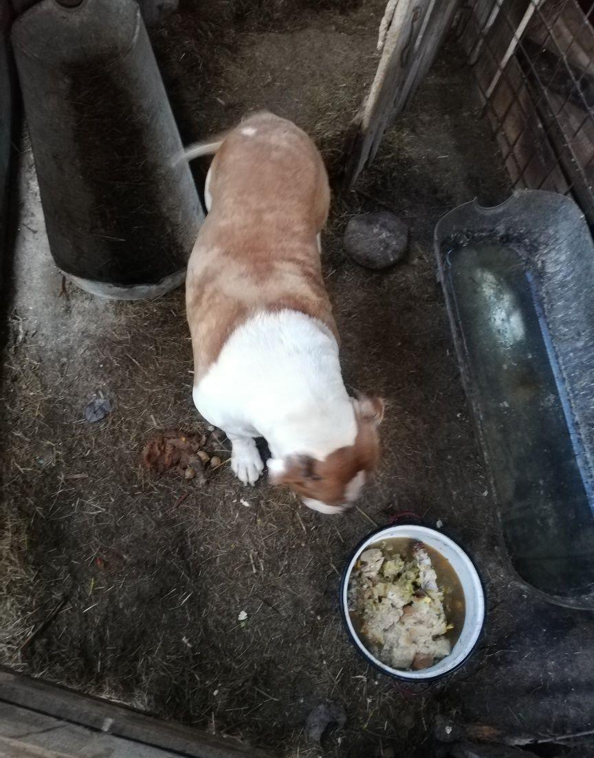 Vând câine amstaff