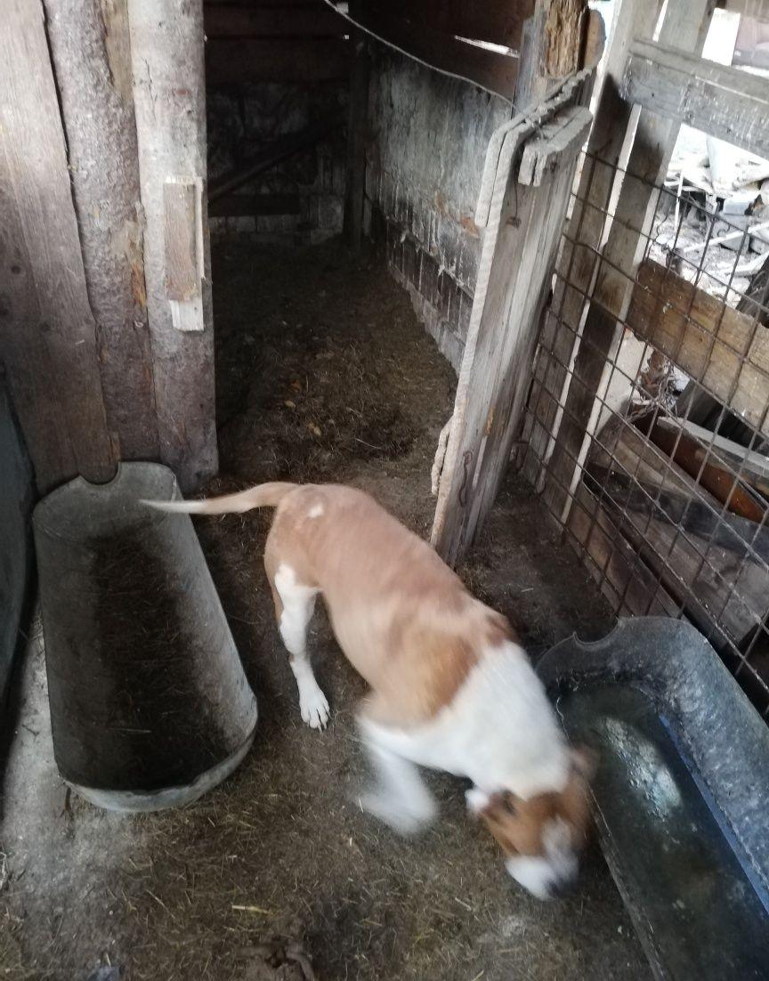 Vând câine amstaff