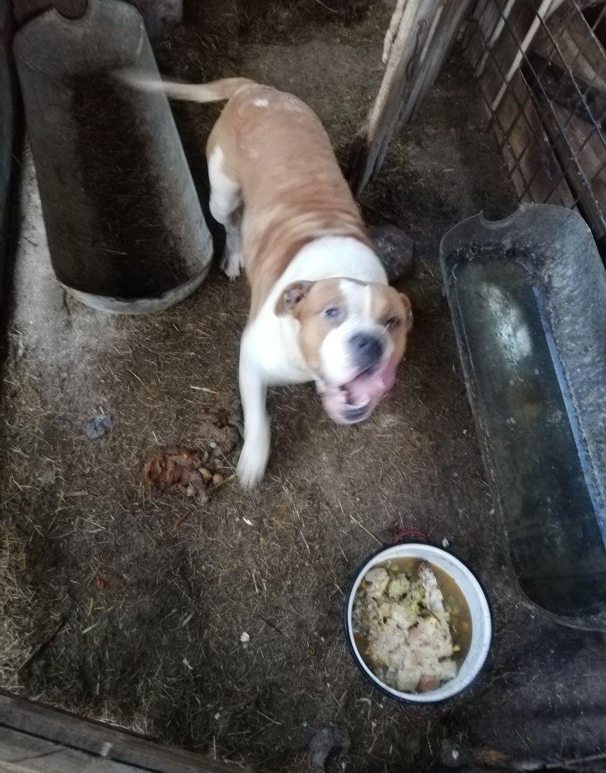 Vând câine amstaff