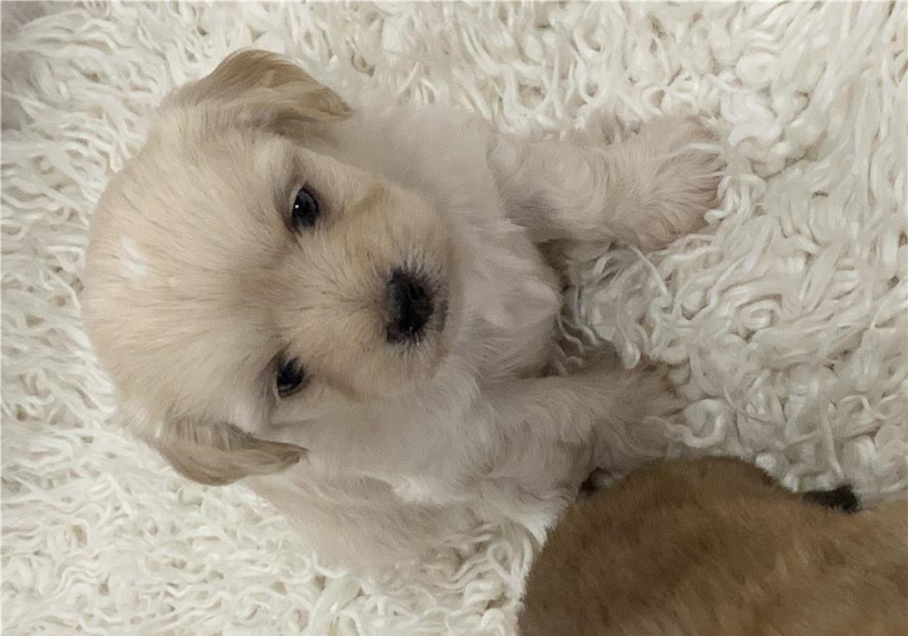 Vând câine -Bichon maltez