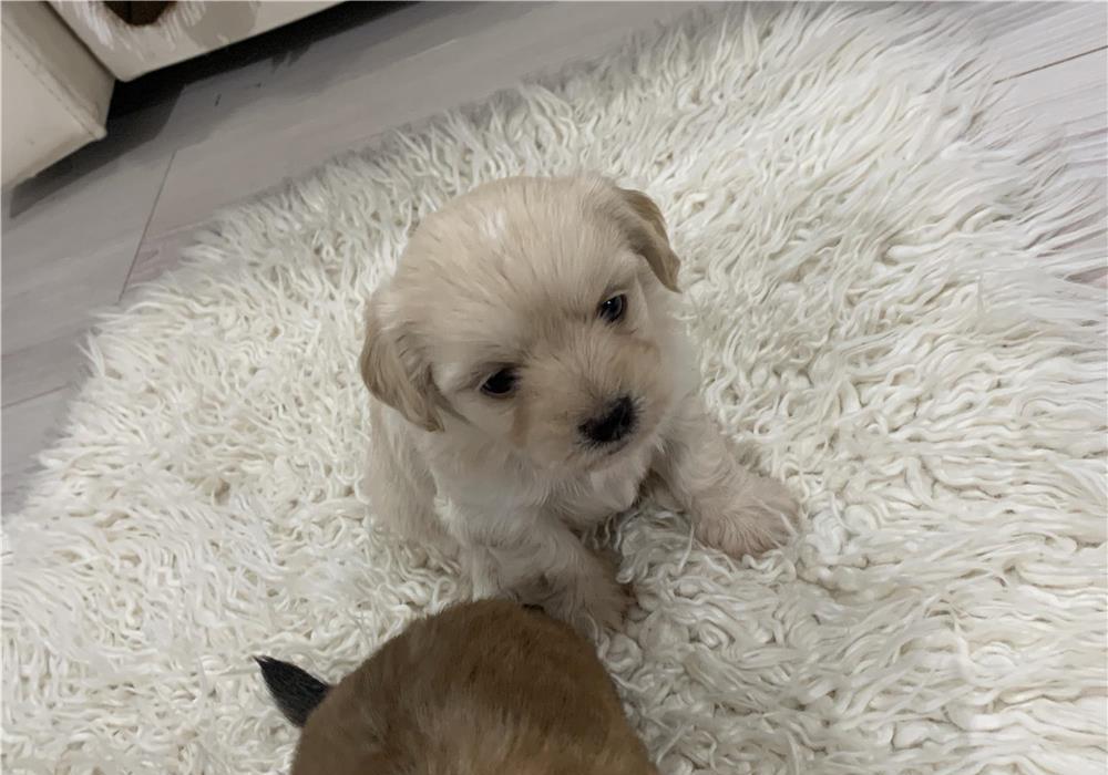 Vând câine -Bichon maltez