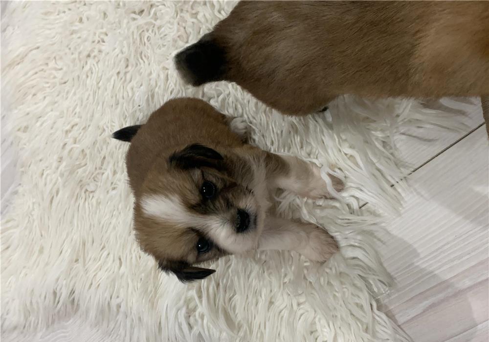Vând câine -Bichon maltez