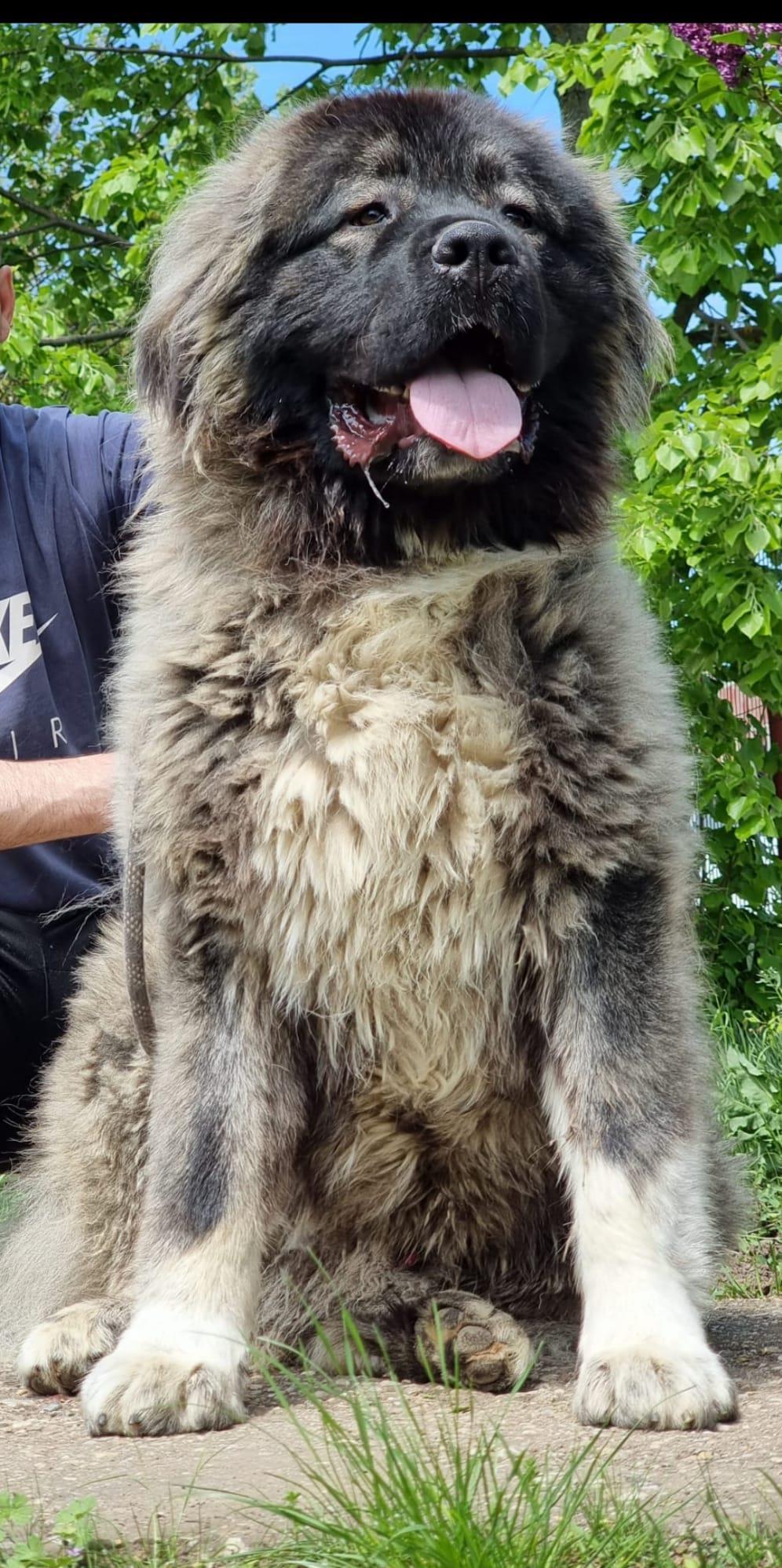 Vând câine ciobănesc caucazian