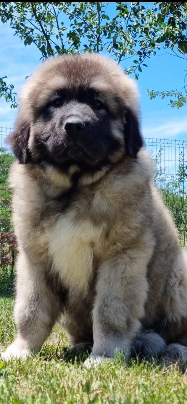 Vând câine ciobănesc caucazian
