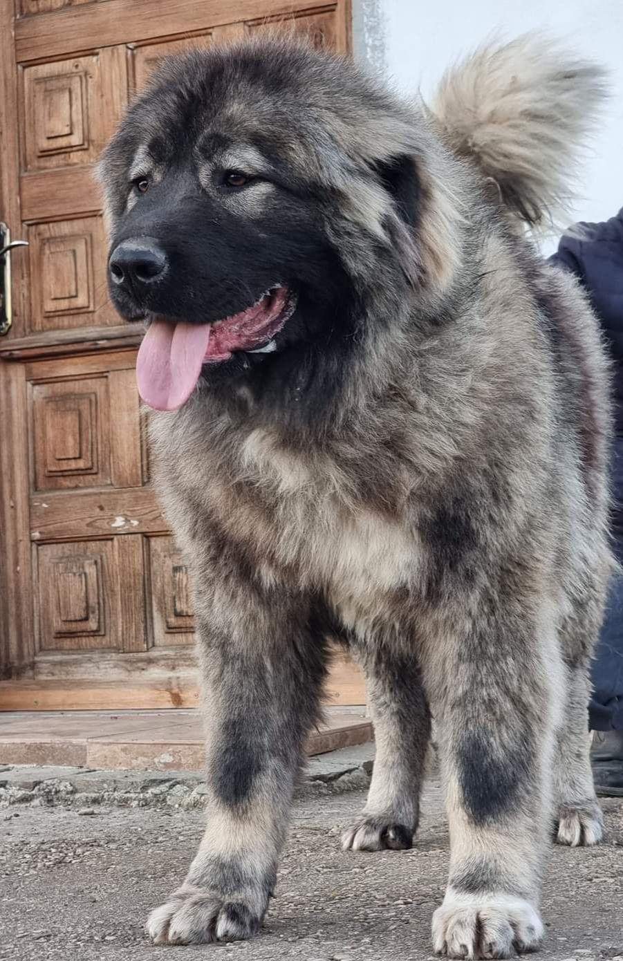 Vând câine ciobănesc caucazian