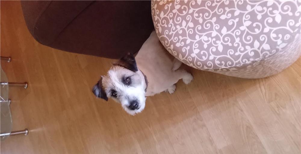Vand caine jack russel