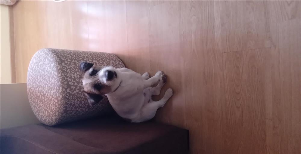 Vand caine jack russel