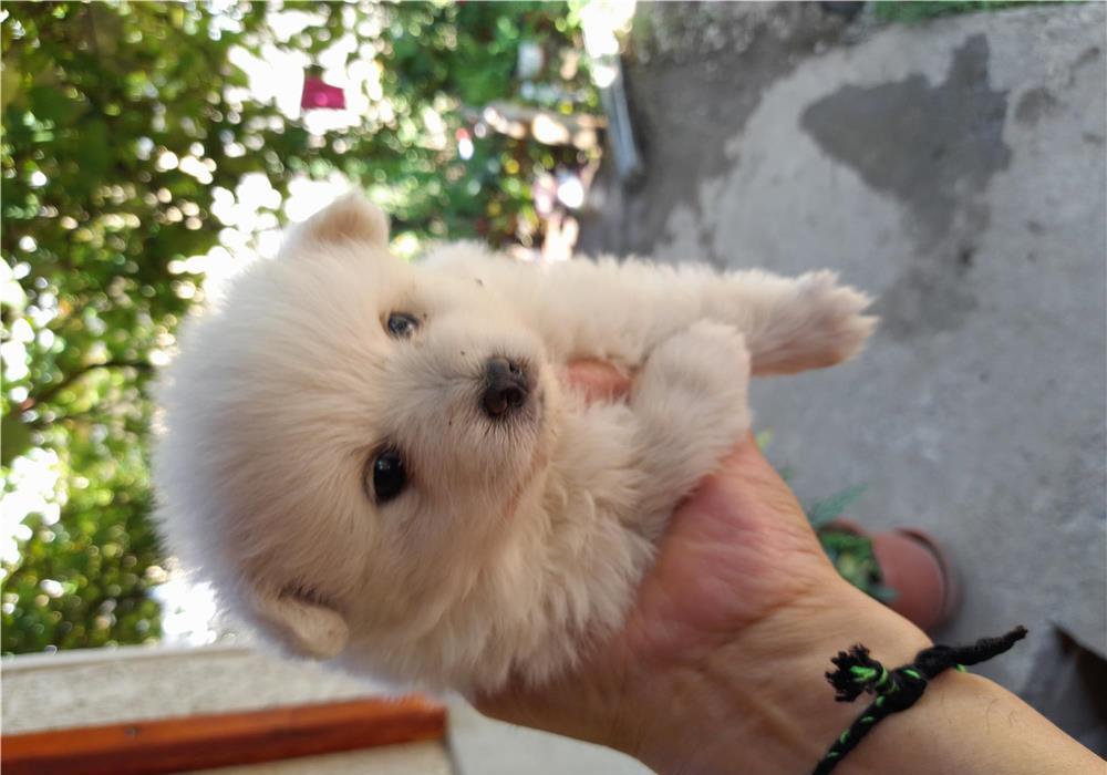 Vand caine pomeranian spitz