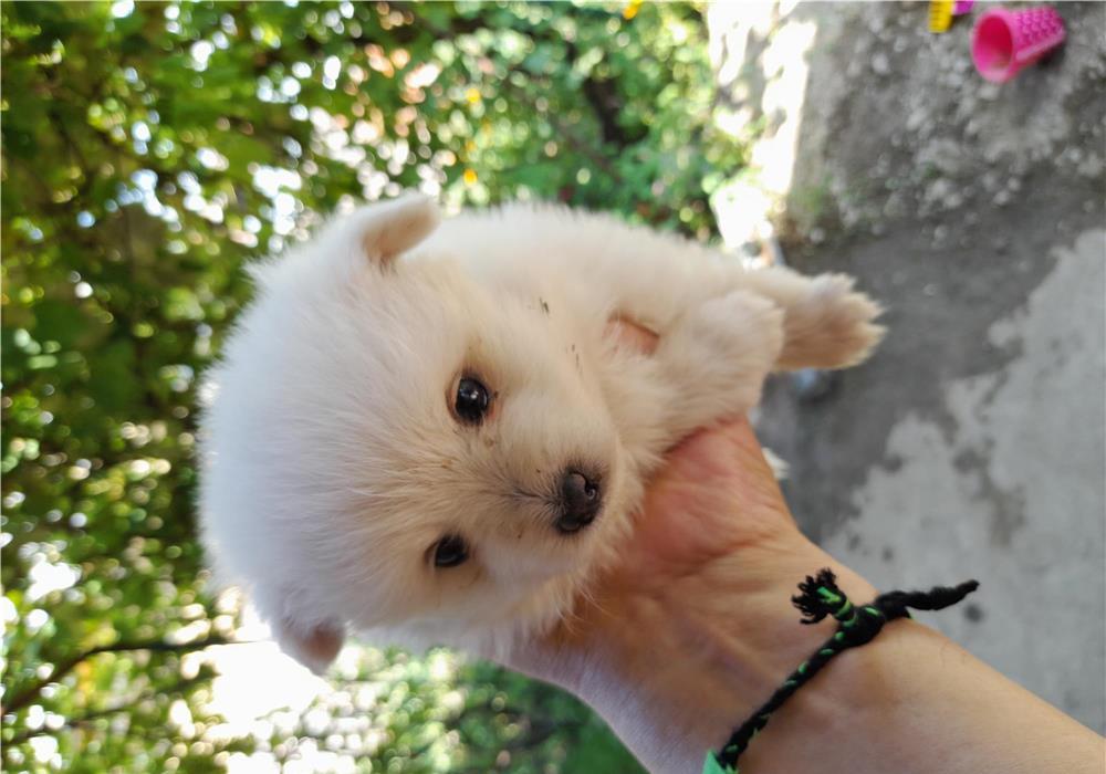 Vand caine pomeranian spitz