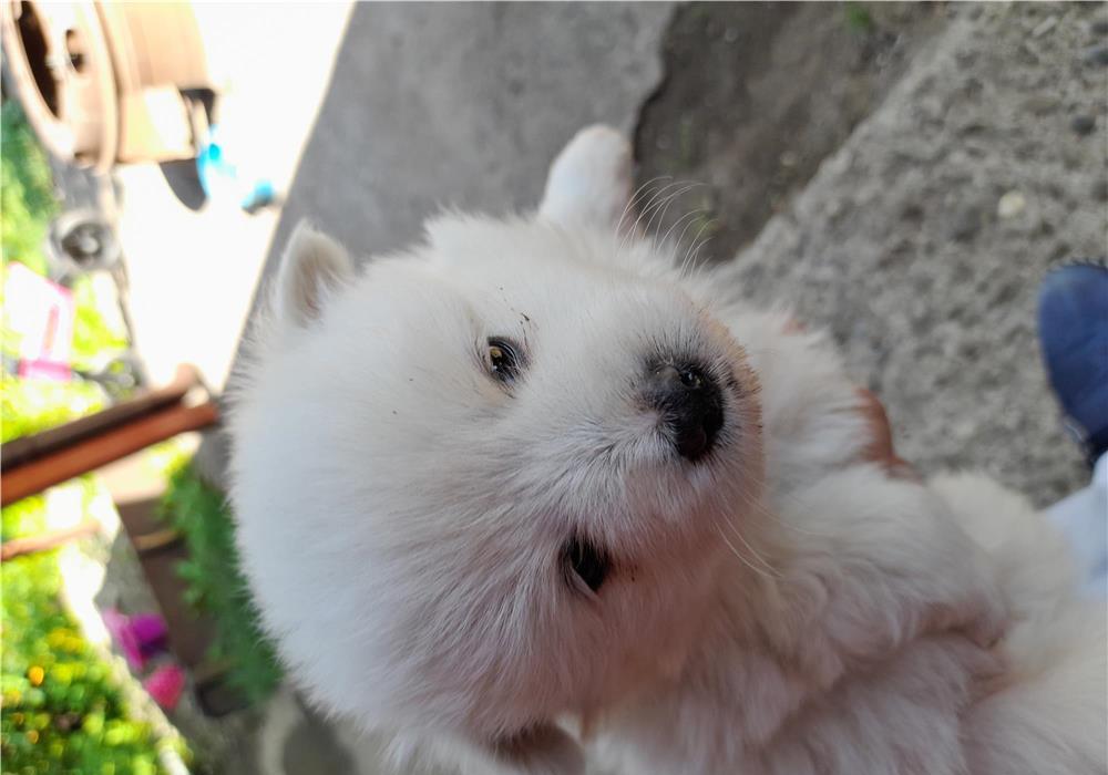 Vand caine pomeranian spitz