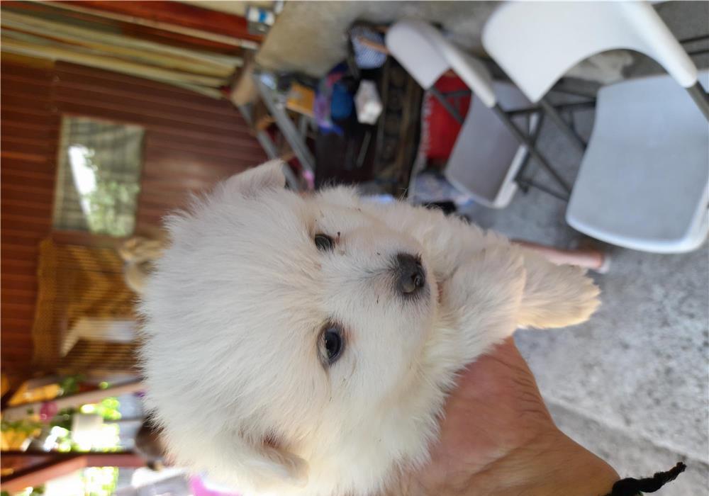 Vand caine pomeranian spitz