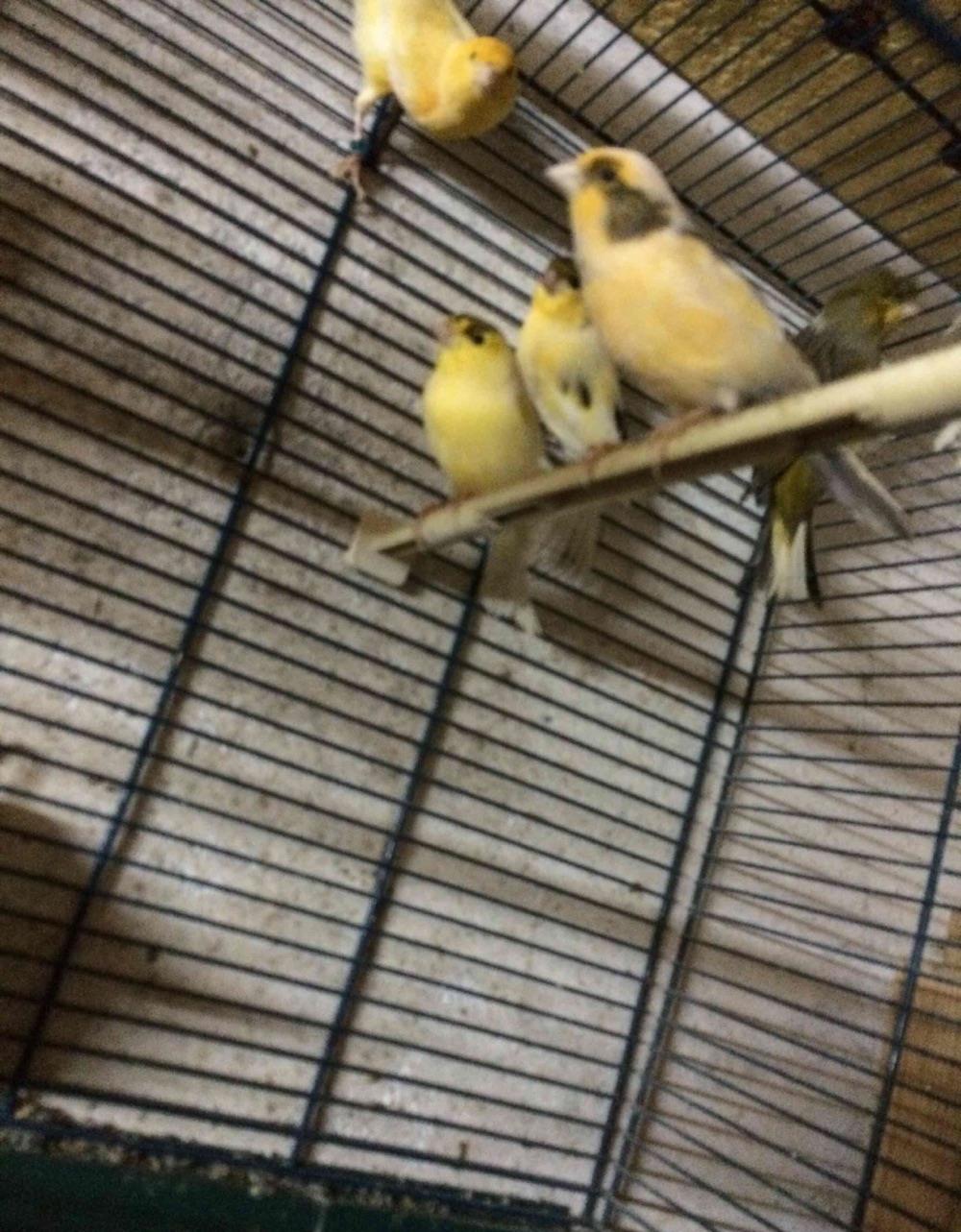 vand canari