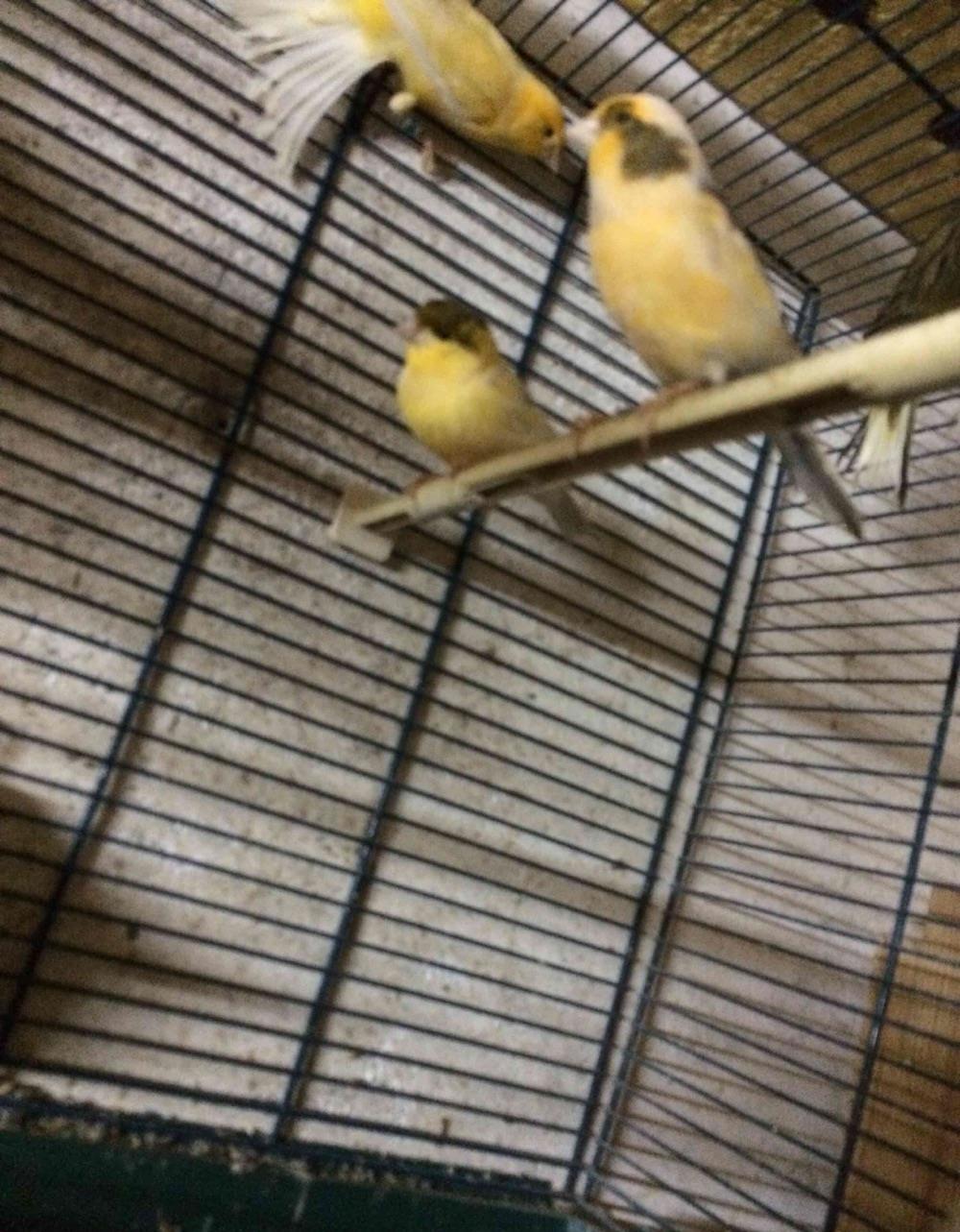 vand canari