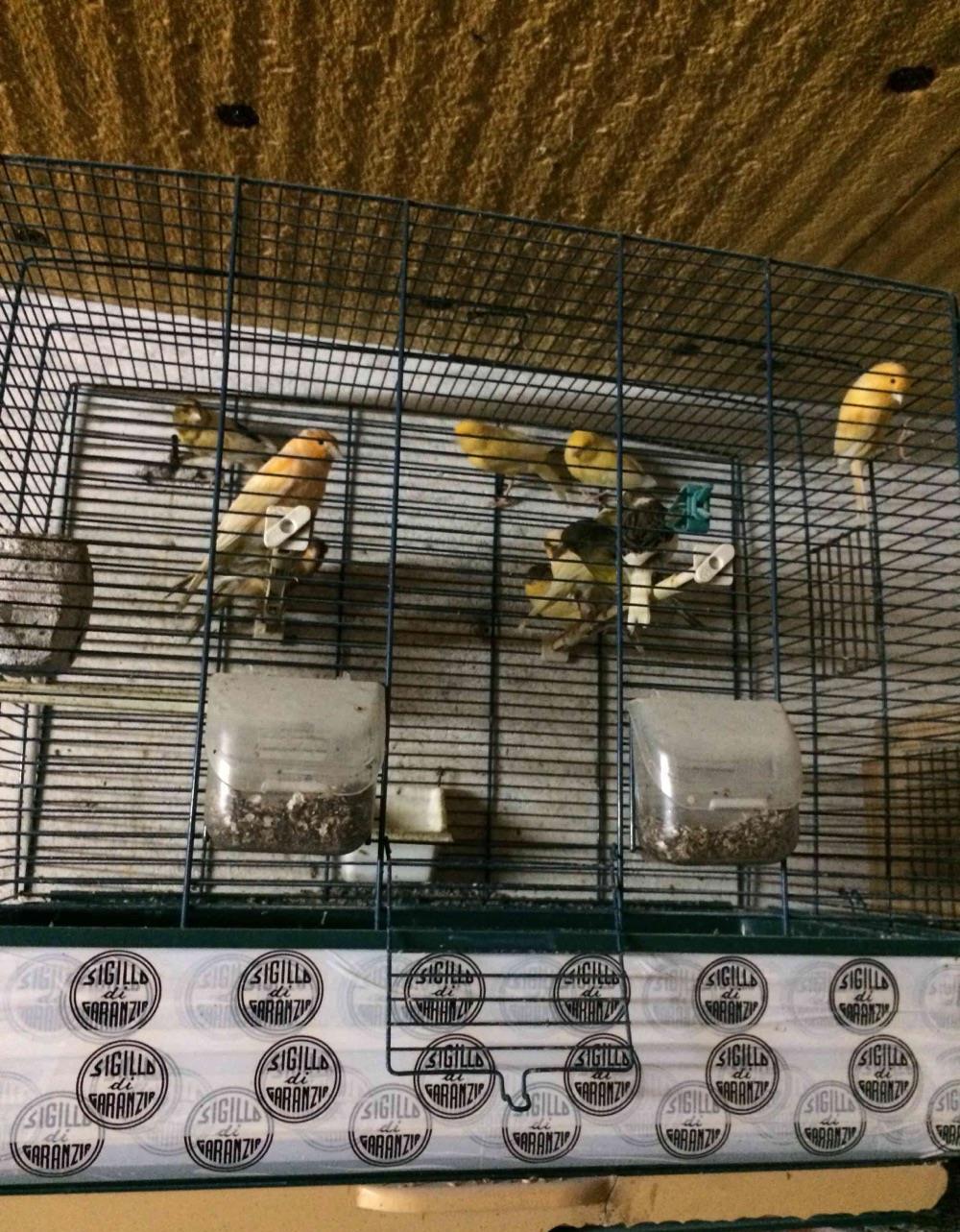 Vand canari
