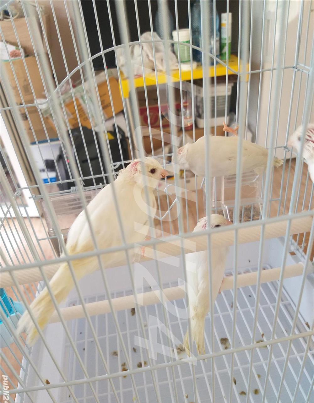 Vand canari cantec