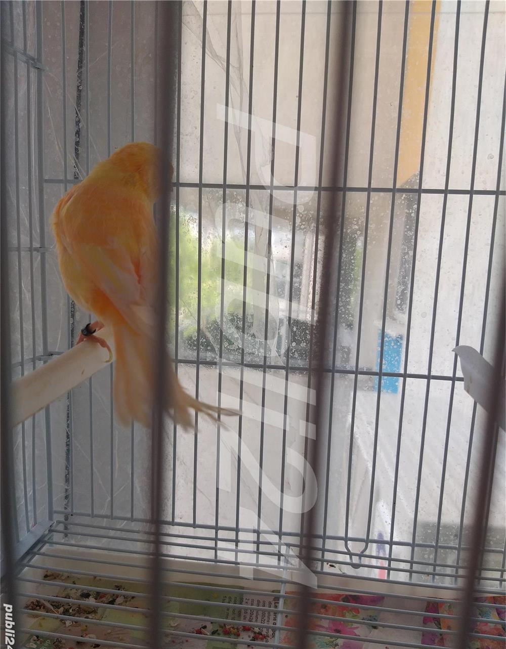 Vand canari cantec