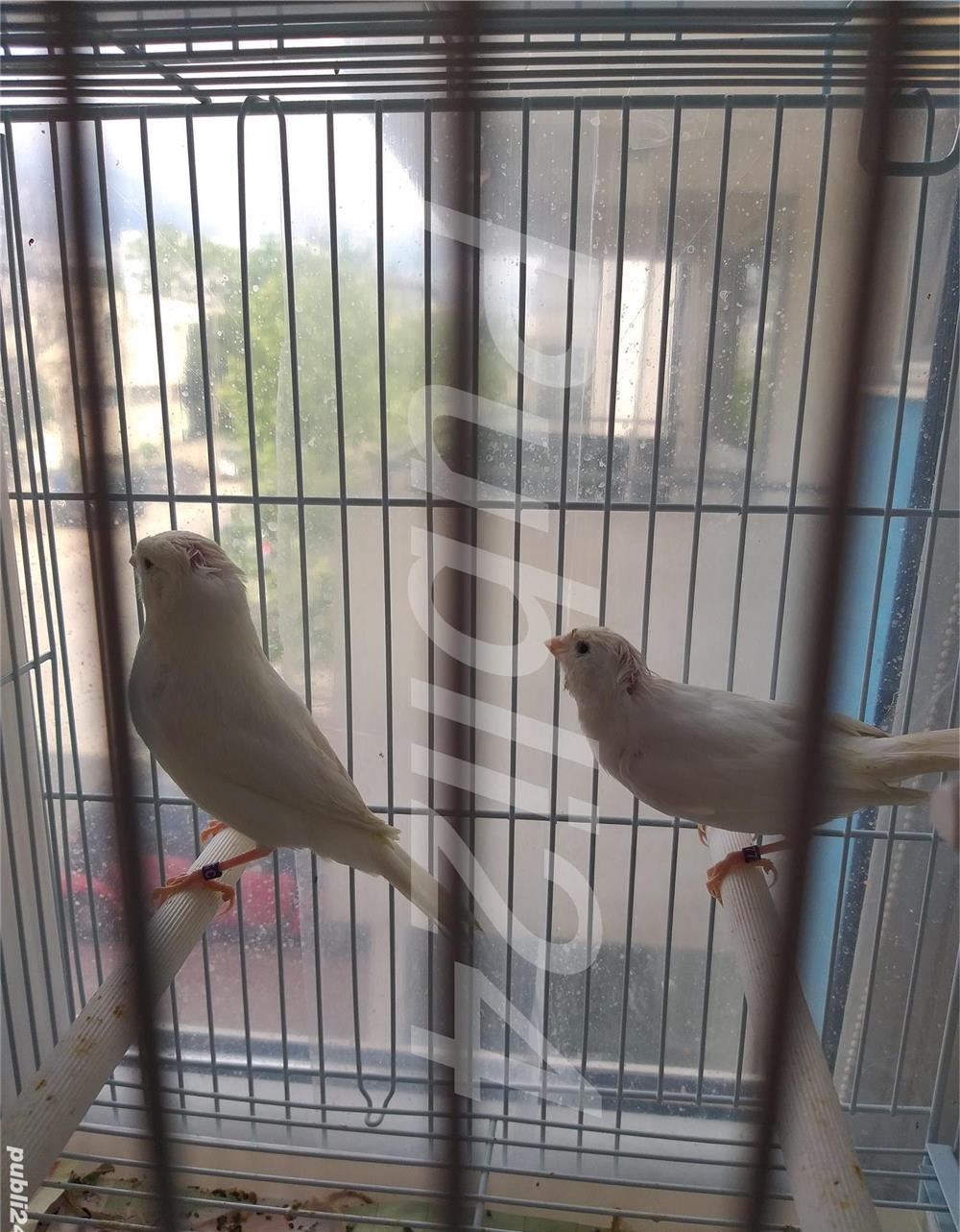 Vand canari cantec