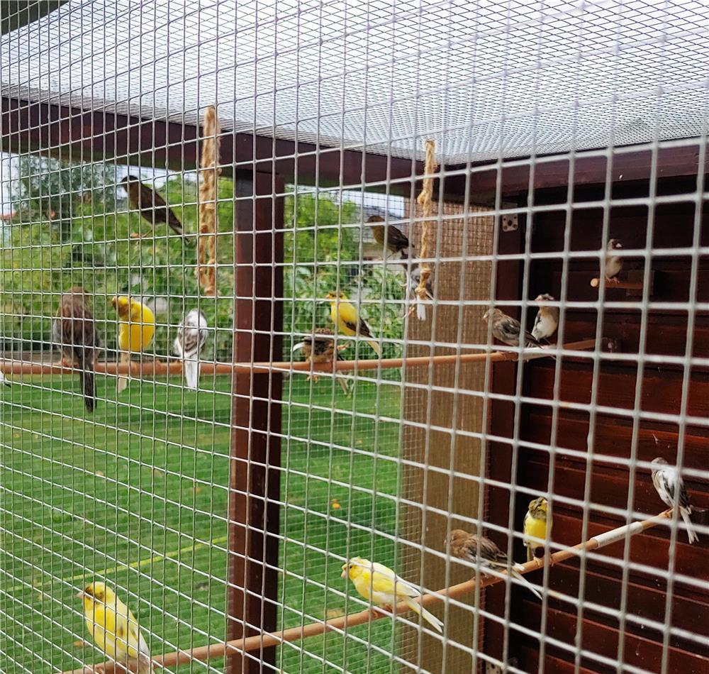 Vand Canari deosebiti Razza de cantec Timbrado Spaniol