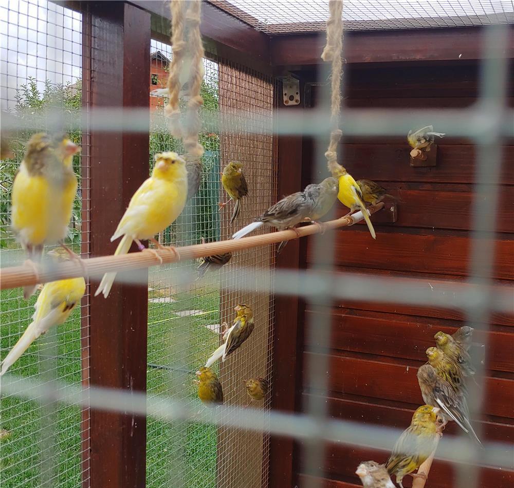 Vand Canari deosebiti Razza de cantec Timbrado Spaniol