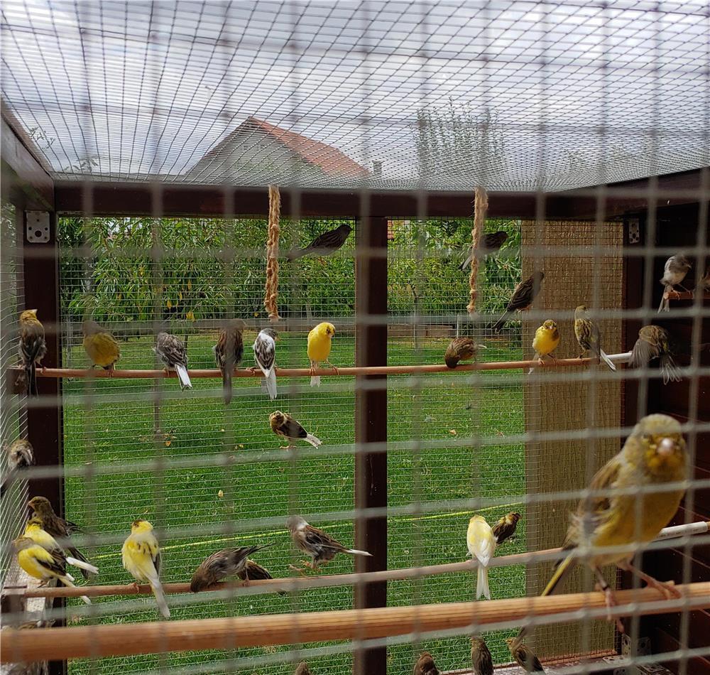 Vand Canari deosebiti Razza de cantec Timbrado Spaniol