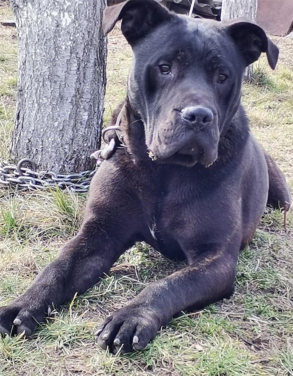 Vand Cane Corso Mascul