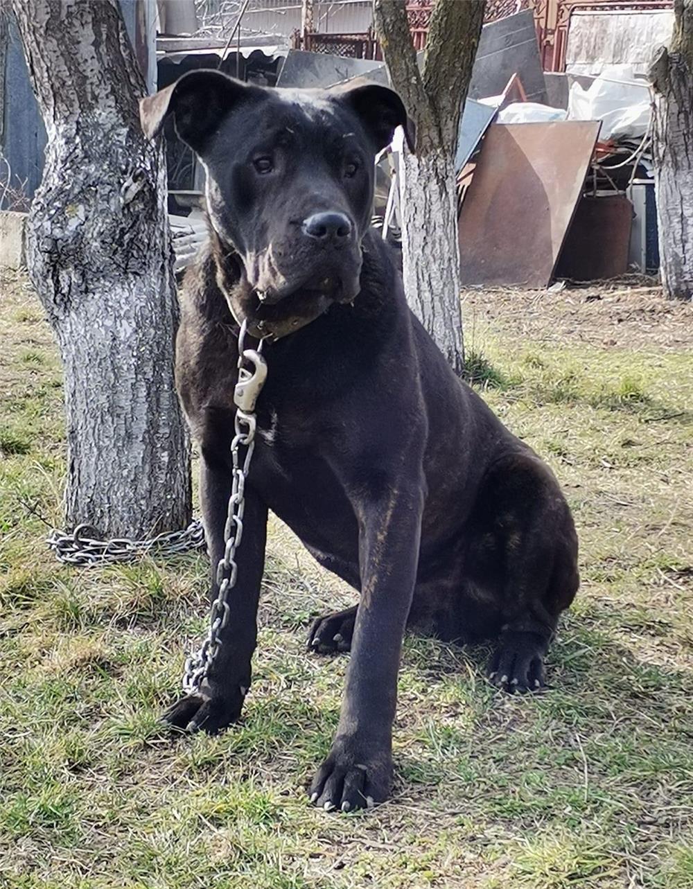 Vand Cane Corso Mascul