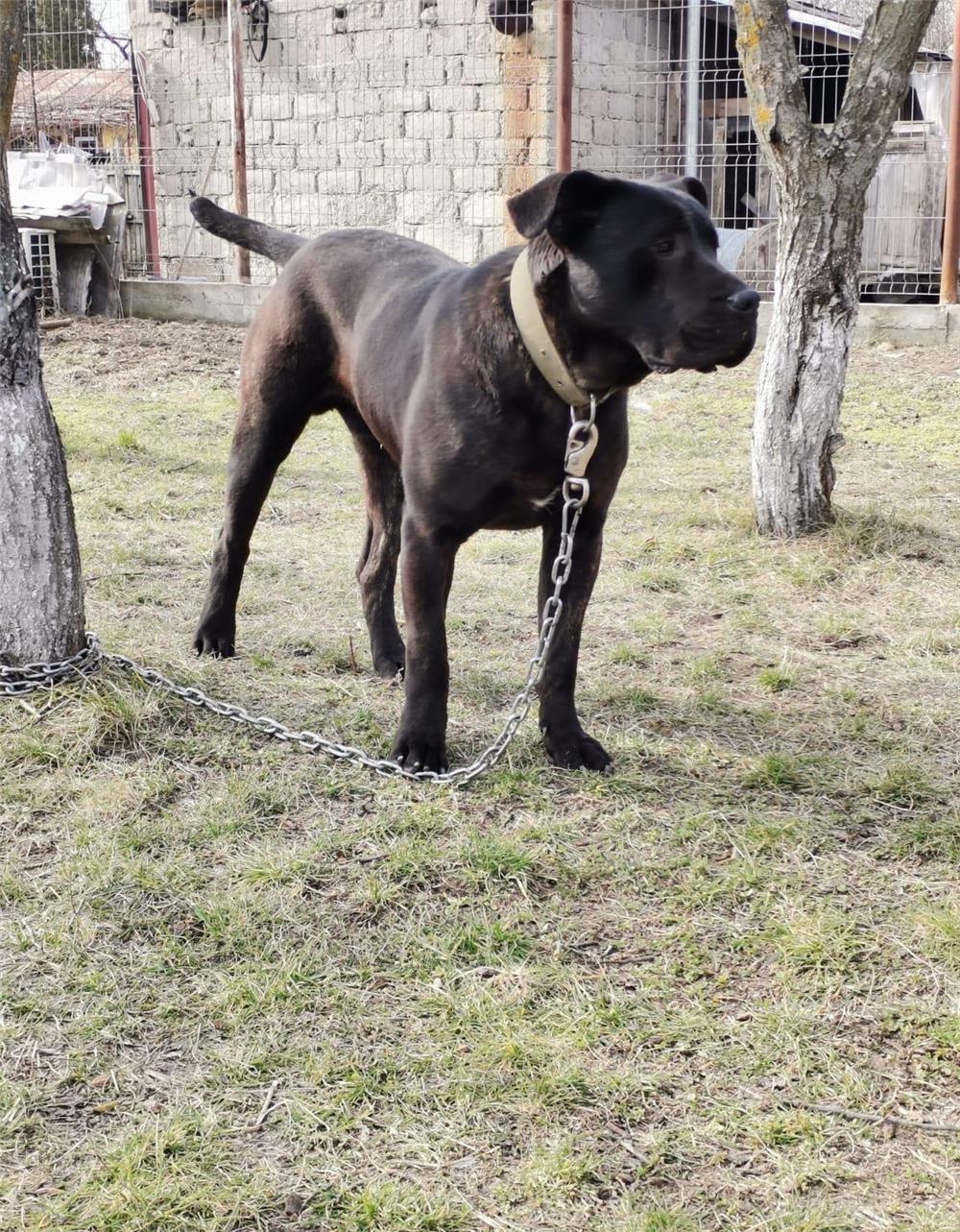 Vand Cane Corso Mascul