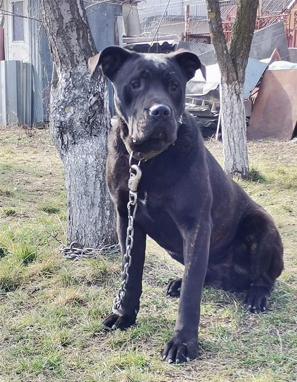 Vand Cane Corso Mascul