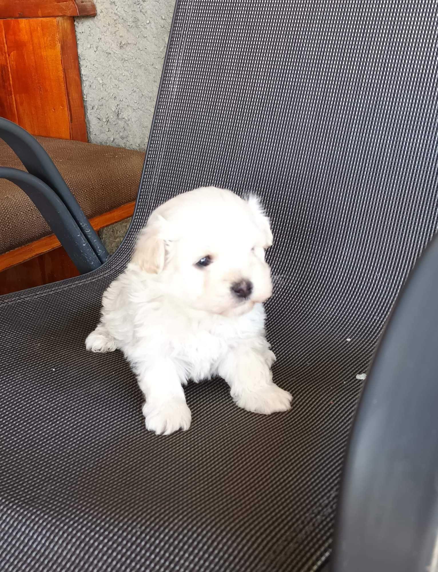Vând cânii bichon