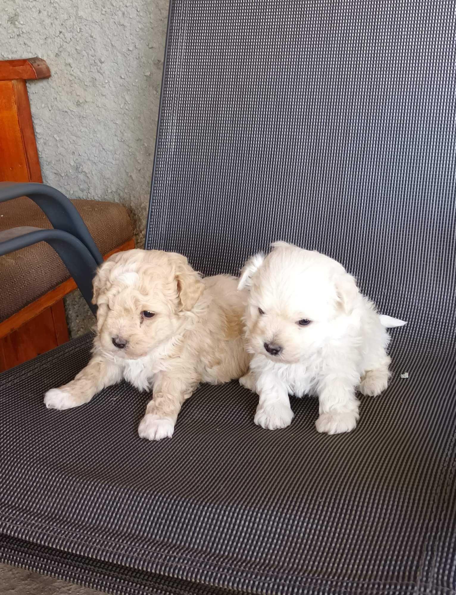 Vând cânii bichon
