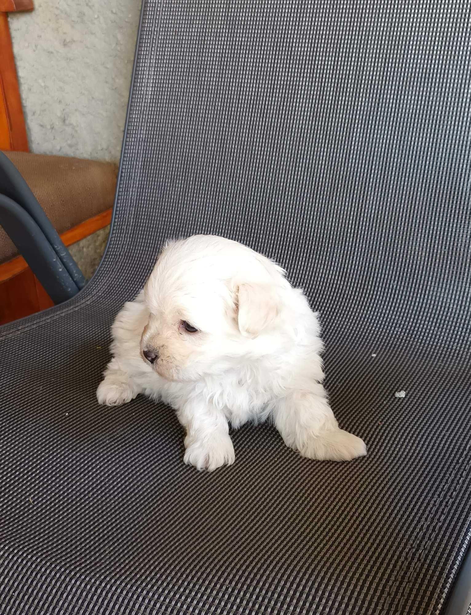 Vând cânii bichon