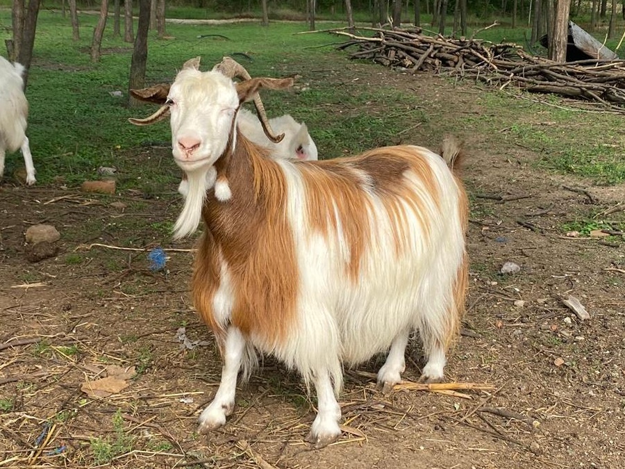 Vând capre și iezi Sannen în viu