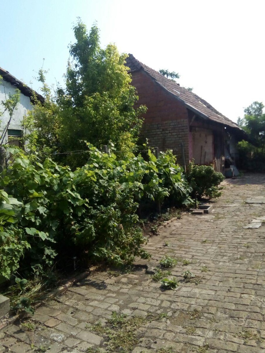 Vand casa in Teremia mare