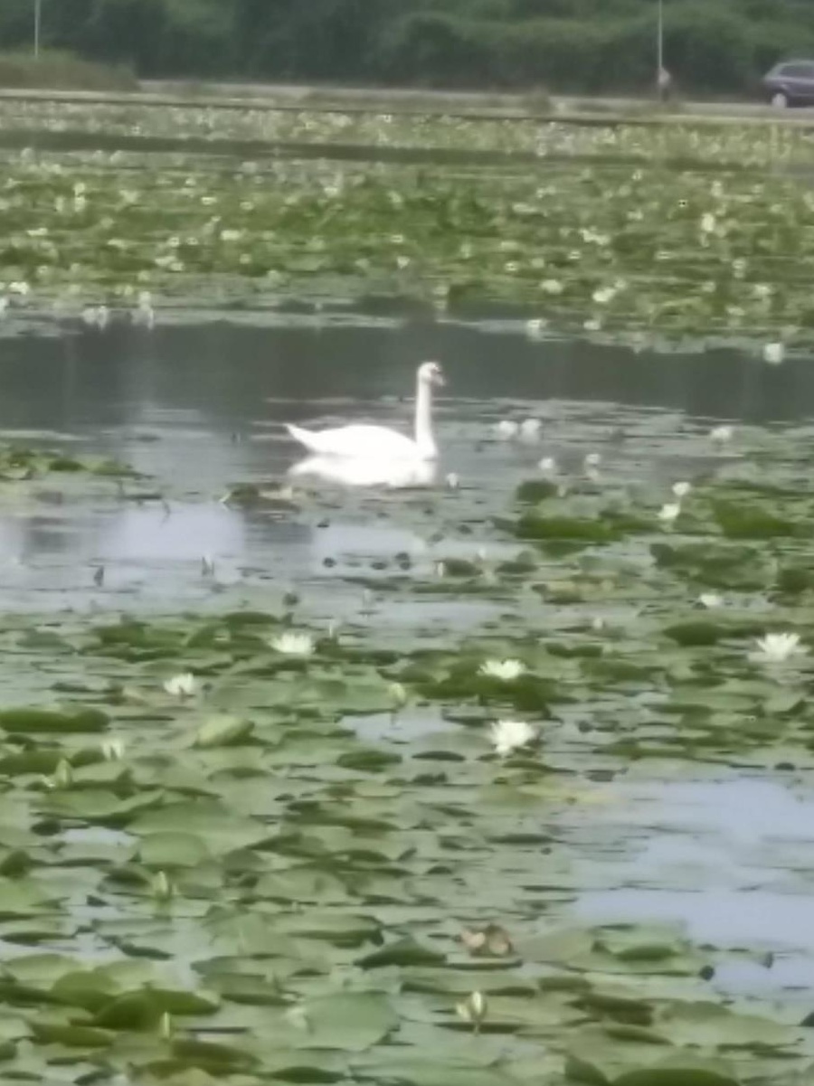 Vând casa pe malul lacului Somova Tulcea