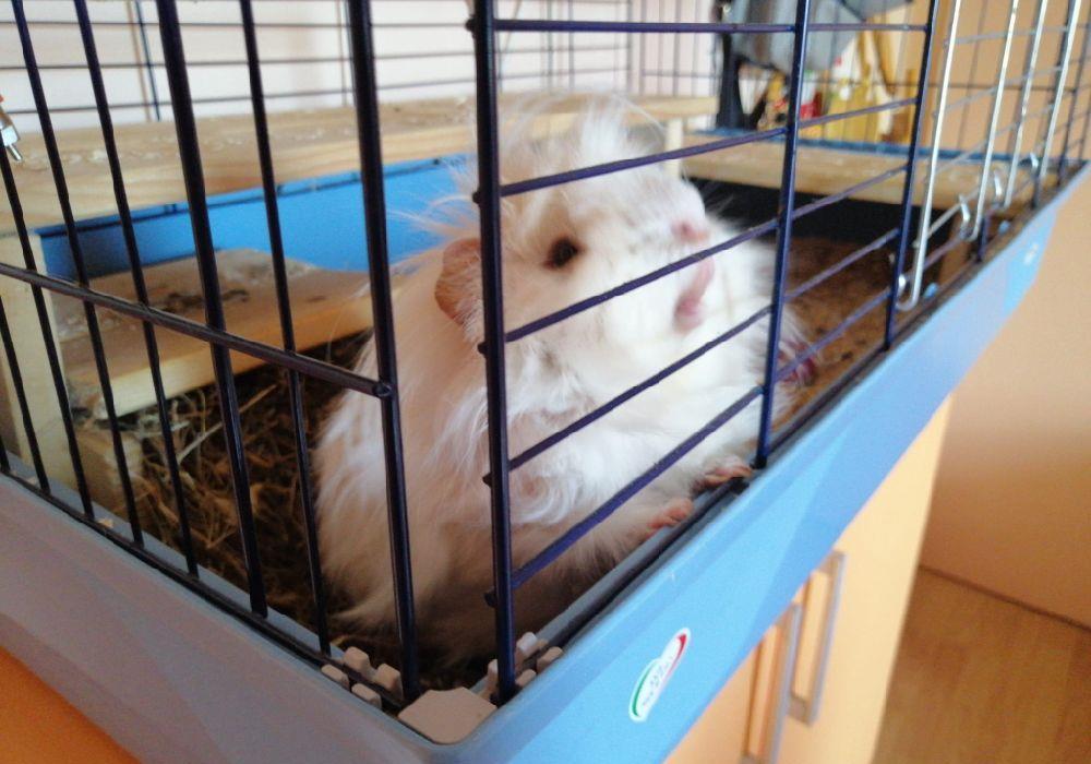 vând căsuță cușca animal de companie