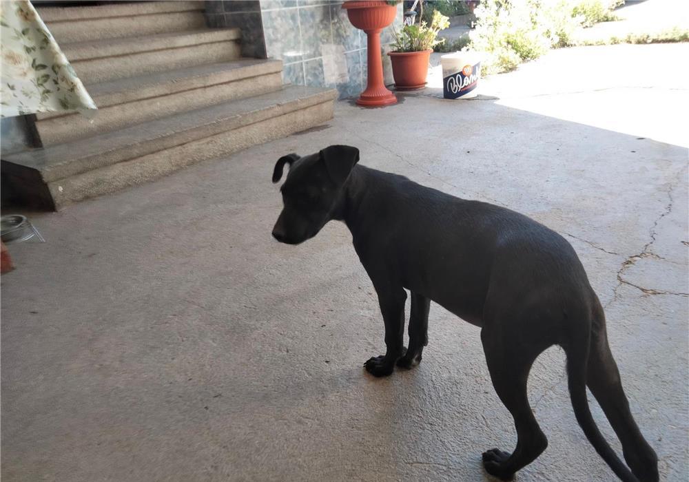 Vand catea de 3 luni Dog German