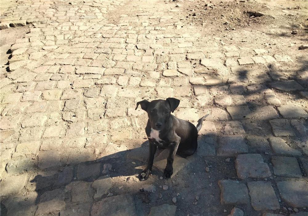 Vand catea de 3 luni Dog German