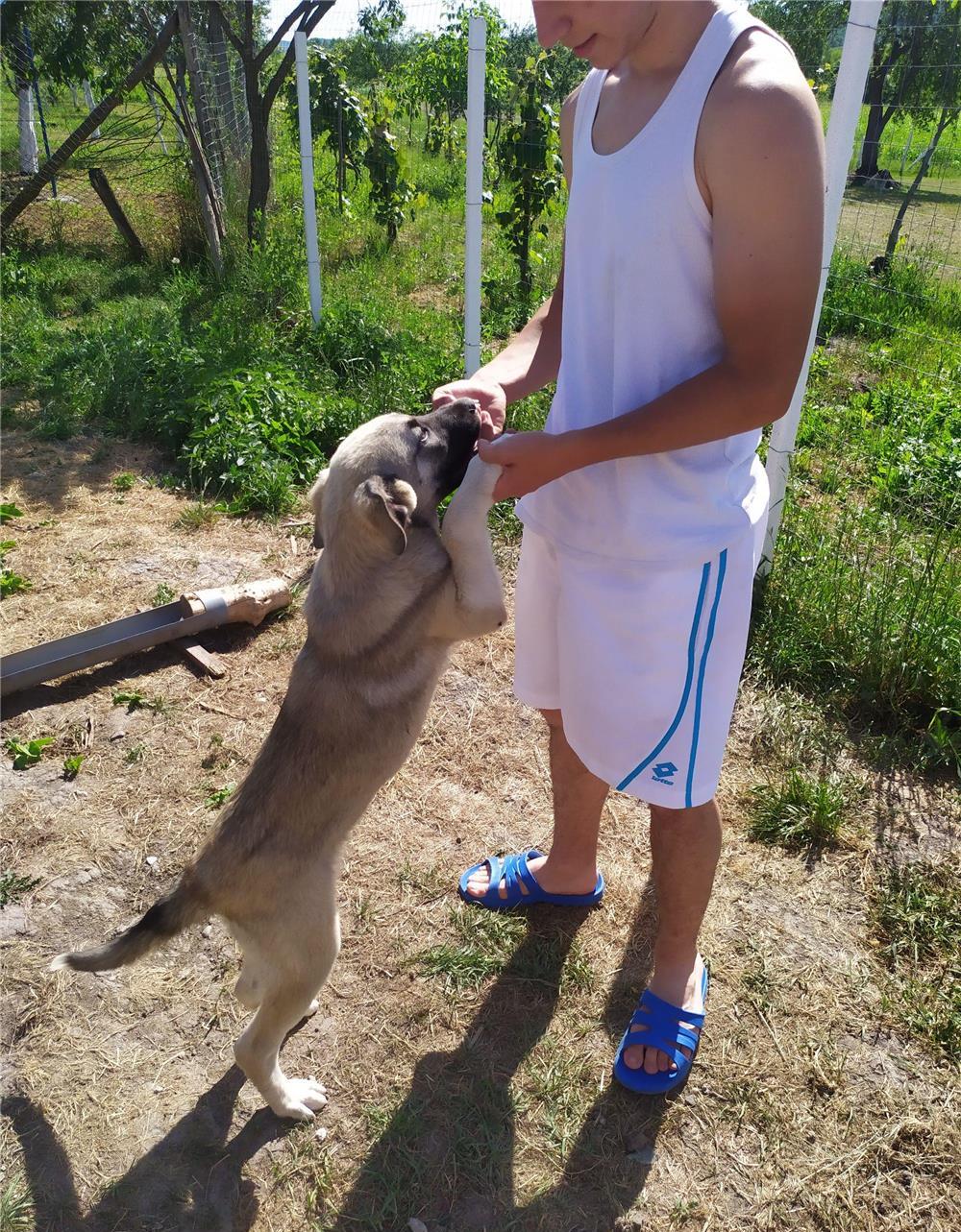 Vând cățea de kangal