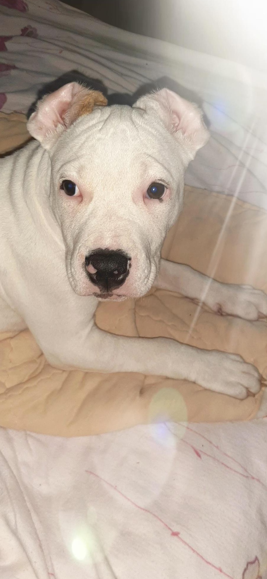vând cățeaua amstaff