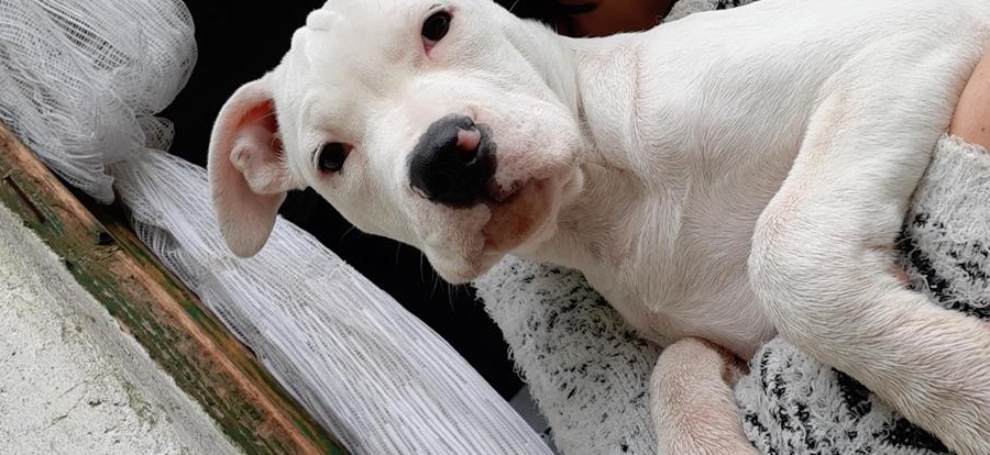 vând cățeaua amstaff