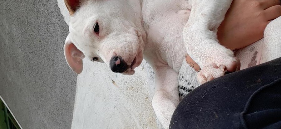 vând cățeaua amstaff