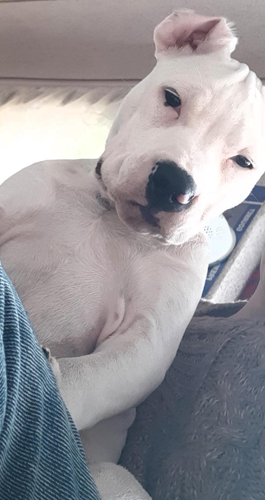 vând cățeaua amstaff