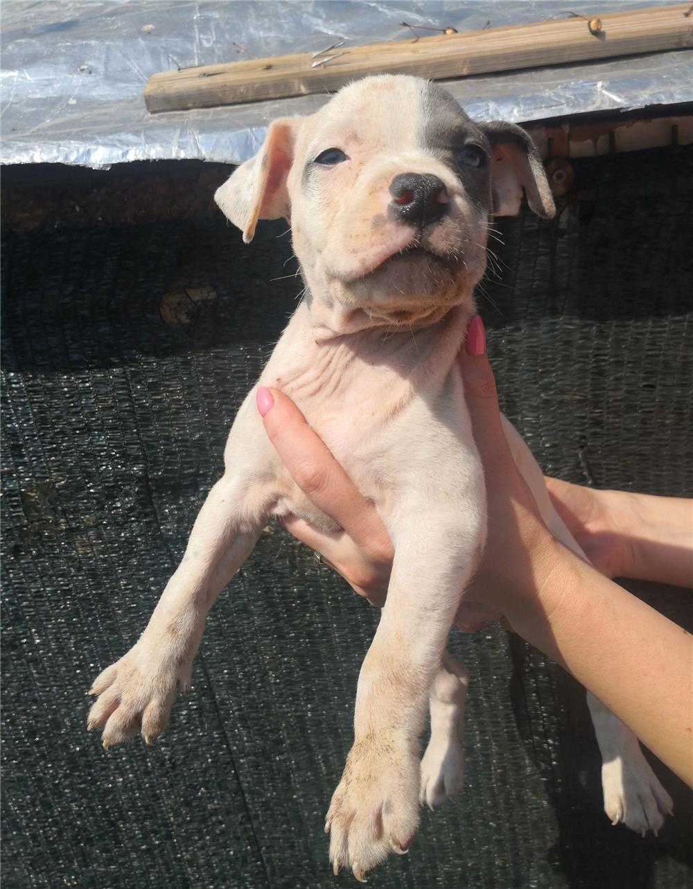 Vând căței amstaff, 7 săptămâni