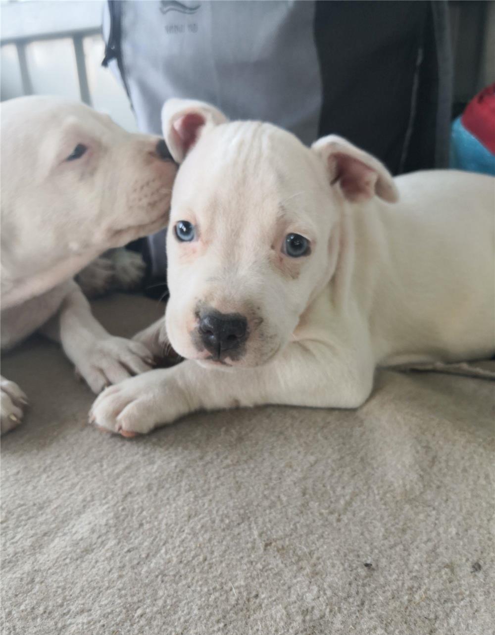 Vând căței amstaff, 7 săptămâni