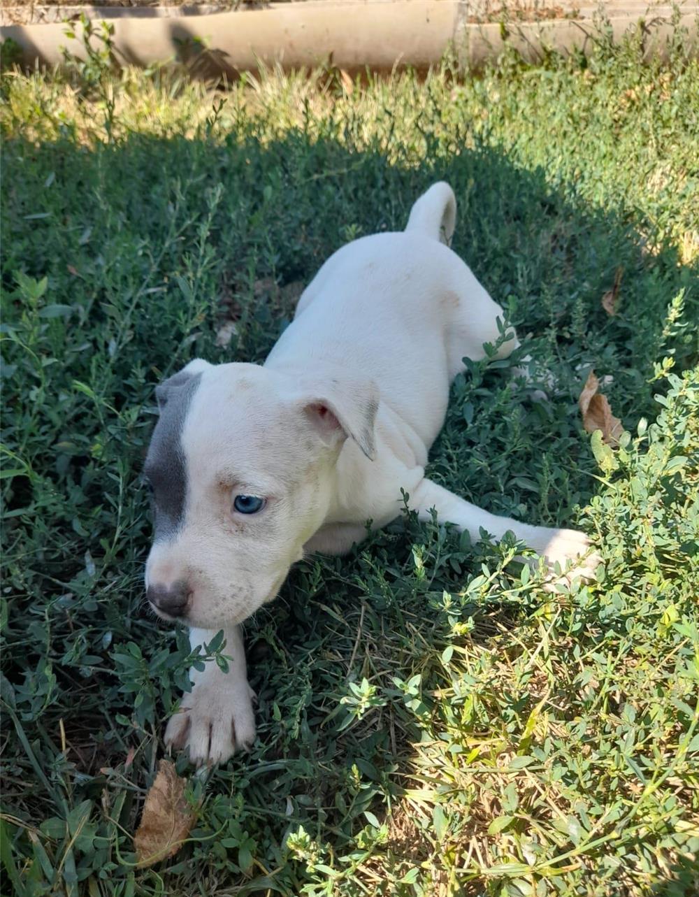 Vând căței amstaff, 7 săptămâni