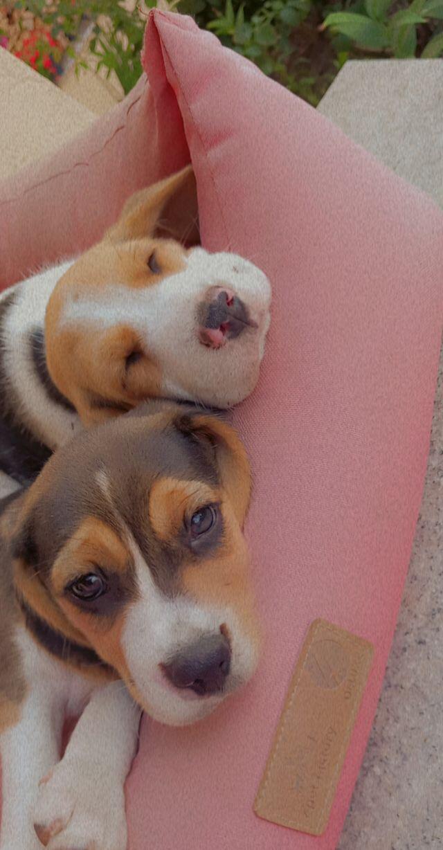 Vând căței Beagle rasa pura